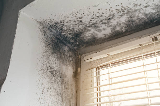 Affordable Commercial Mold Remediation solutions in Church Creek, MD